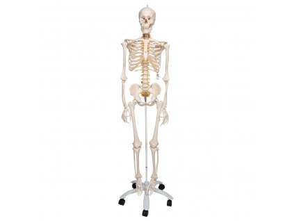 Flexibilní model kostry Fred