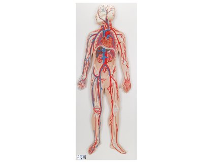 Model oběhového systému