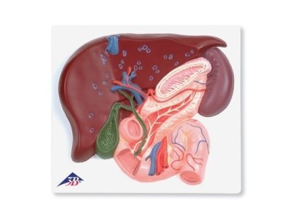 Model jater se žlučníkem, slinivkou a dvanácterníkem