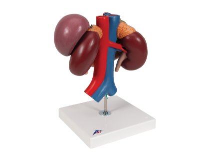 K22 3 02 1200 1200 Human Kidneys Model with Rear Organs of Upper Abdomen 3 part 3B Smart Anatomy