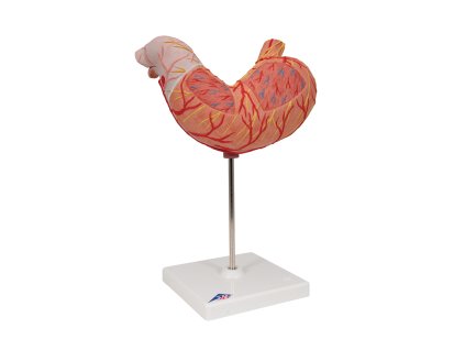 K15 02 1200 1200 Human Stomach Model 2 part 3B Smart Anatomy