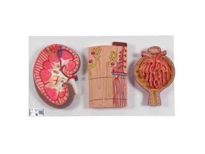 Průřez ledvinou, nefrony, cévy a ledvinové tělísko