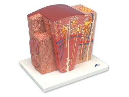 3B MICROanatomy model ledviny