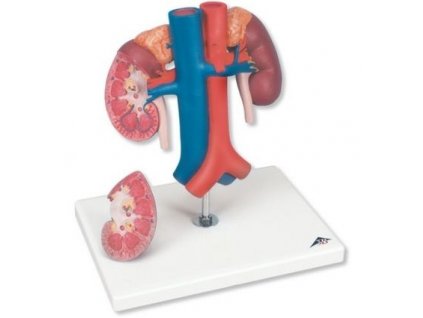 Model ledvin s cévami, 2 části