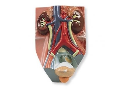 Model mužských močových cest v 3/4 velikosti