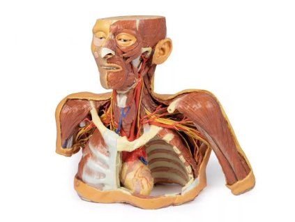 Model hlavy, krku a ramene s angiosomy