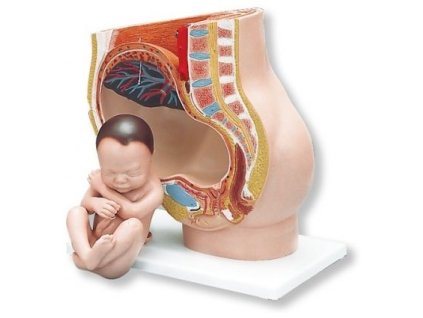 Model pánve v těhotenství, 3 části