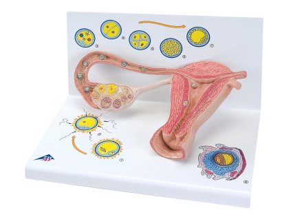Model stádií oplodnění a vývoje embrya