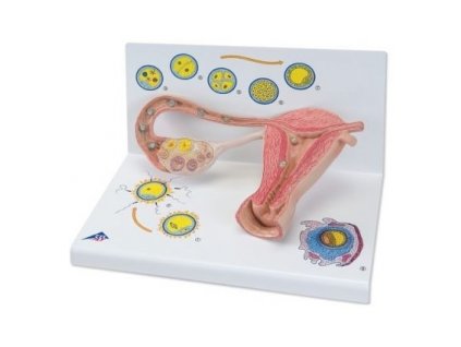Model stádií oplodnění a vývoje embrya, 2 krát zvětšené