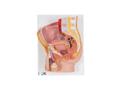 Model mužské pánve, 2 části