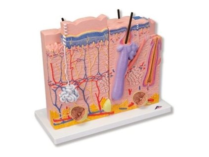 Model kůže, 3 části