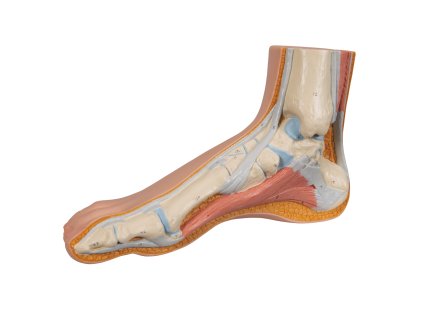 M30 07 1200 1200 Normal Foot Model 3B Smart Anatomy