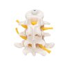 A76 8 04 1200 1200 3 Human Lumbar Vertebrae Flexibly Mounted 3B Smart Anatomy