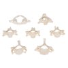 A790 03 1200 1200 Set of 7 BONElike Human Cervical Vertebrae 3B Smart Anatomy