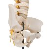 A52 06 1200 1200 BONElike Childs Vertebral Column Model 3B Smart Anatomy
