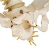 A52 07 1200 1200 BONElike Childs Vertebral Column Model 3B Smart Anatomy