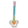 A58 8 01 1200 1200 Didactic Flexible Human Spine Model 3B Smart Anatomy