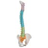 A58 8 02 1200 1200 Didactic Flexible Human Spine Model 3B Smart Anatomy