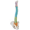 A58 8 03 1200 1200 Didactic Flexible Human Spine Model 3B Smart Anatomy