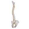 A59 1 02 1200 1200 Highly Flexible Human Spine Model Mounted on a Flexible Core 3B Smart Anatomy