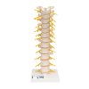 A73 01 1200 1200 Thoracic Human Spinal Column Model 3B Smart Anatomy