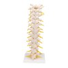 A73 04 1200 1200 Thoracic Human Spinal Column Model 3B Smart Anatomy