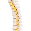 A73 07 1200 1200 Thoracic Human Spinal Column Model 3B Smart Anatomy