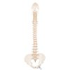 A794 01 1200 1200 BONElike Human Vertebral Column Model 3B Smart Anatomy