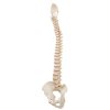 A794 03 1200 1200 BONElike Human Vertebral Column Model 3B Smart Anatomy