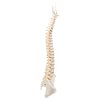 A794 04 1200 1200 BONElike Human Vertebral Column Model 3B Smart Anatomy