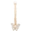 A794 06 1200 1200 BONElike Human Vertebral Column Model 3B Smart Anatomy