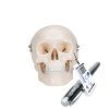 A18 15 01 1200 1200 Mini Human Skull Model 3 part Skullcap Base of Skull Mandible 3B Smart Anatomy