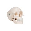 A18 15 02 1200 1200 Mini Human Skull Model 3 part Skullcap Base of Skull Mandible 3B Smart Anatomy