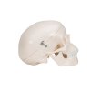 A18 15 03 1200 1200 Mini Human Skull Model 3 part Skullcap Base of Skull Mandible 3B Smart Anatomy