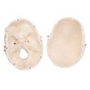 A18 15 07 1200 1200 Mini Human Skull Model 3 part Skullcap Base of Skull Mandible 3B Smart Anatomy