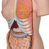 B30 04 Deluxe Dual Sex Human Torso Model 24 part