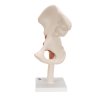 A81 05 1200 1200 Functional Human Hip Joint Model 3B Smart Anatomy