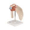 A80 1 06 1200 1200 Deluxe Functional Human Shoulder Joint Physiological Movable 3B Smart Anatomy