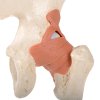 A81 1 04 1200 1200 Functional Human Hip Joint Model with Ligaments Marked Cartilage 3B Smart Anatomy