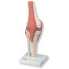 Funkční model kolenního kloubu deluxe