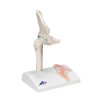 A84 1 02 1200 1200 Mini Human Hip Joint Model with Cross Section 3B Smart Anatomy