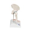 A84 1 03 1200 1200 Mini Human Hip Joint Model with Cross Section 3B Smart Anatomy