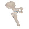 A84 1 07 1200 1200 Mini Human Hip Joint Model with Cross Section 3B Smart Anatomy
