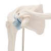 A86 1 07 1200 1200 Mini Human Shoulder Joint Model with Coss Section