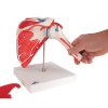 A880 07 1200 1200 Human Shoulder Joint Model with Rotator Cuff 4 Removable Muscles 5 part 3B Smart Anatomy
