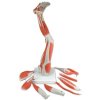 Model dolní končetiny se svaly, 9 částí