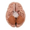 C18 08 Classic Human Brain Model 5 part
