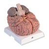 Velký model mozku, 2,5 krát zvětšený, 14 částí