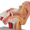 E12 07 1200 1200 Human Ear Model for Desktop 15 times Life Size 3B Smart Anatomy