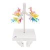 G23 06 CT Bronchial Tree Model with Larynx